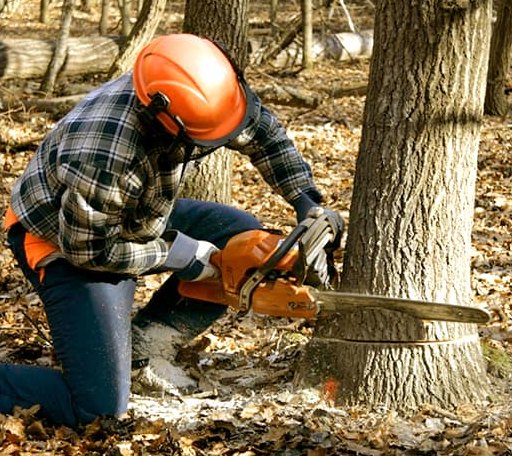 Tree Removal in Lenexa, KS